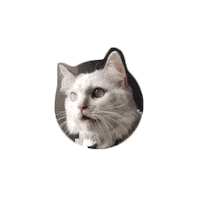 Cat Sticker