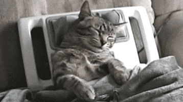 gatos GIF