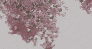 still walking flowers GIF