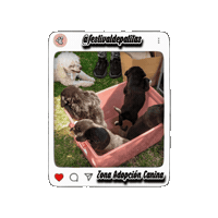Dog Sticker by Festival De Patitas