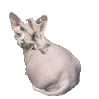 Cat Spank Sticker