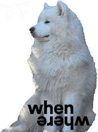 Question Benji Sticker