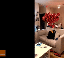 Small Dog Delivers Heart-Shaped Balloons