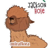 Jackson Alpaca Sticker by Miraflora.co