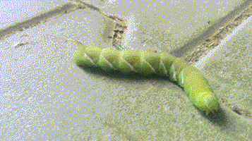 caterpillar GIF