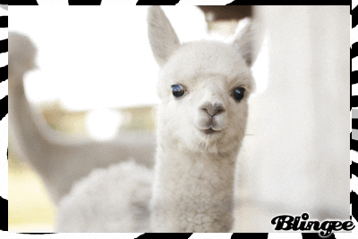 baby llama GIF