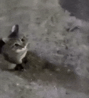 Handsome Cat GIF