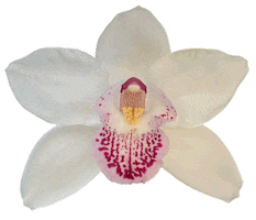specialorchids pink white flower purple Sticker