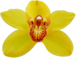 specialorchids red flower yellow pretty Sticker