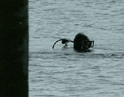 Video gif. Man in a scuba suit floats in the water, holding up a stick. Then he lowers his head into the water.