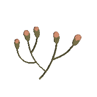 Flower Boho Sticker