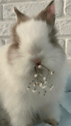 Happy Easter GIF by Maria Johnsen