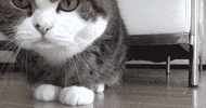 cat eyes GIF