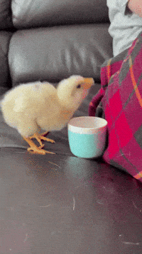 Hydrate Getränk GIF