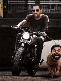 Chennai Super Kings Ipl GIF