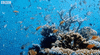 Marine Life Sea GIF by BBC