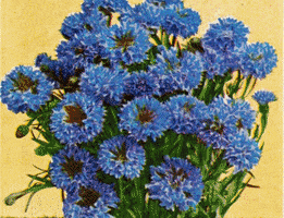 johnesullivan jesft GIF