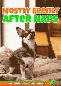 PetJuvenate petjuvenate henlo hooman fren love rescue dogs treatos and woofer for pupper GIF