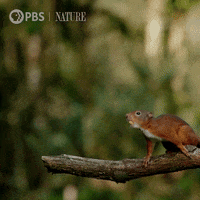 Flying Pbs Nature GIF by Nature on PBS