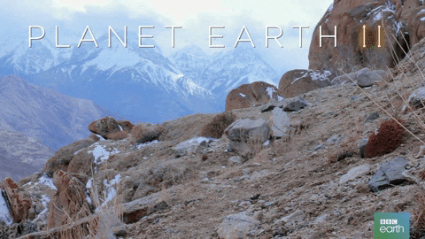 planet earth 2 cat GIF by BBC Earth