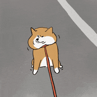 Shiba 柴犬 GIF