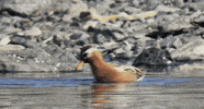 frozen planet bird GIF by Head Like an Orange