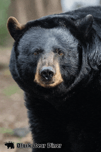 Wink Bear GIF by BlackBearDiner