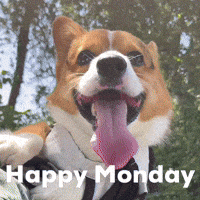 Dog Corgi GIF
