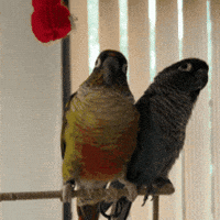 Pushing Green Cheeked Conure GIF