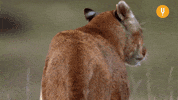 Looking Back Big Cats GIF by CuriosityStream