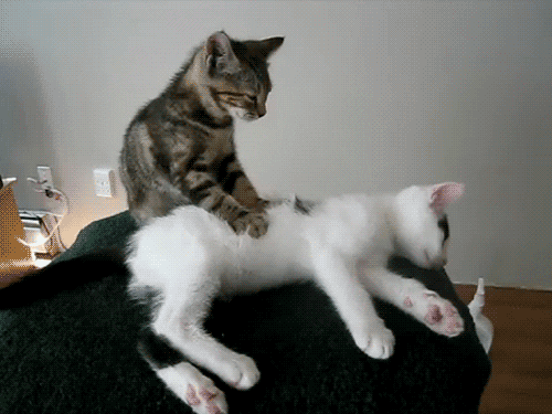 massages chats