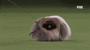GIF by Westminster Kennel Club