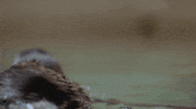 fun swimming GIF by San Diego Zoo