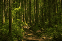 forest GIF