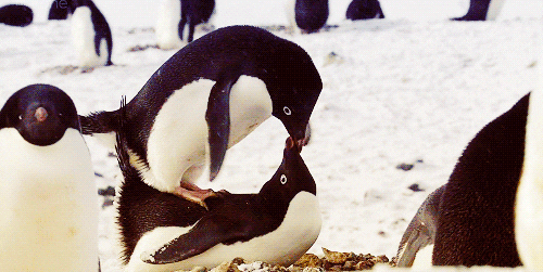 penguin kiss GIF