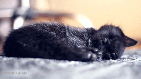 cat sleeping GIF