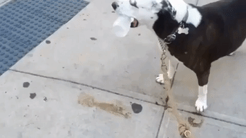 Clever Dog Knows to Stay Hydrated in the Summer Heat