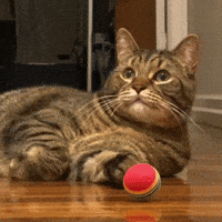 Tired Playing It Cool GIF