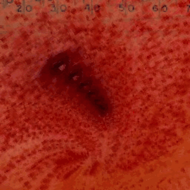 Glitch Gore GIF by Death Orgone