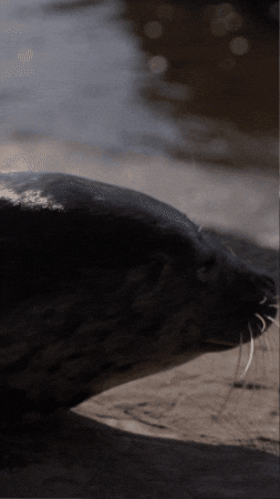 They See Me Rollin GIF by Valley Zoo Development Society