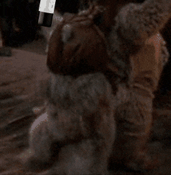 cobdenwini giphyupload GIF