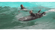 lesSommets summer boy surf surfing GIF
