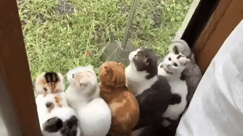 cuteanimalland giphyupload GIF