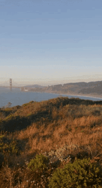 san francisco noahgif GIF