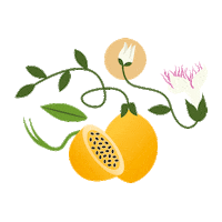 Kombuchadrink Sticker by vedakombucha