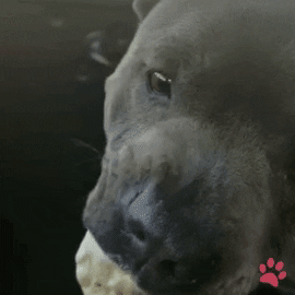 pawsr giphyupload dog ice cream icecream GIF