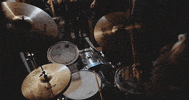 mergerecords cat modelo bob dylan titus GIF