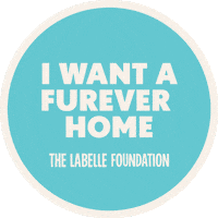 Pollencorp adopt adoption foster labelle Sticker