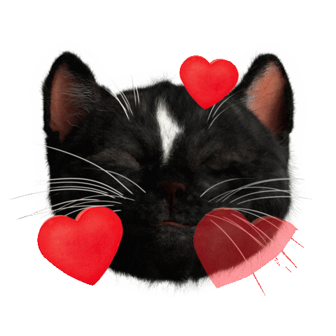 This Is Cute In Love Sticker by Felini Rocks
