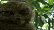 bounce upton GIF
